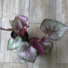 Begonia rex