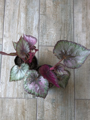 Begonia rex