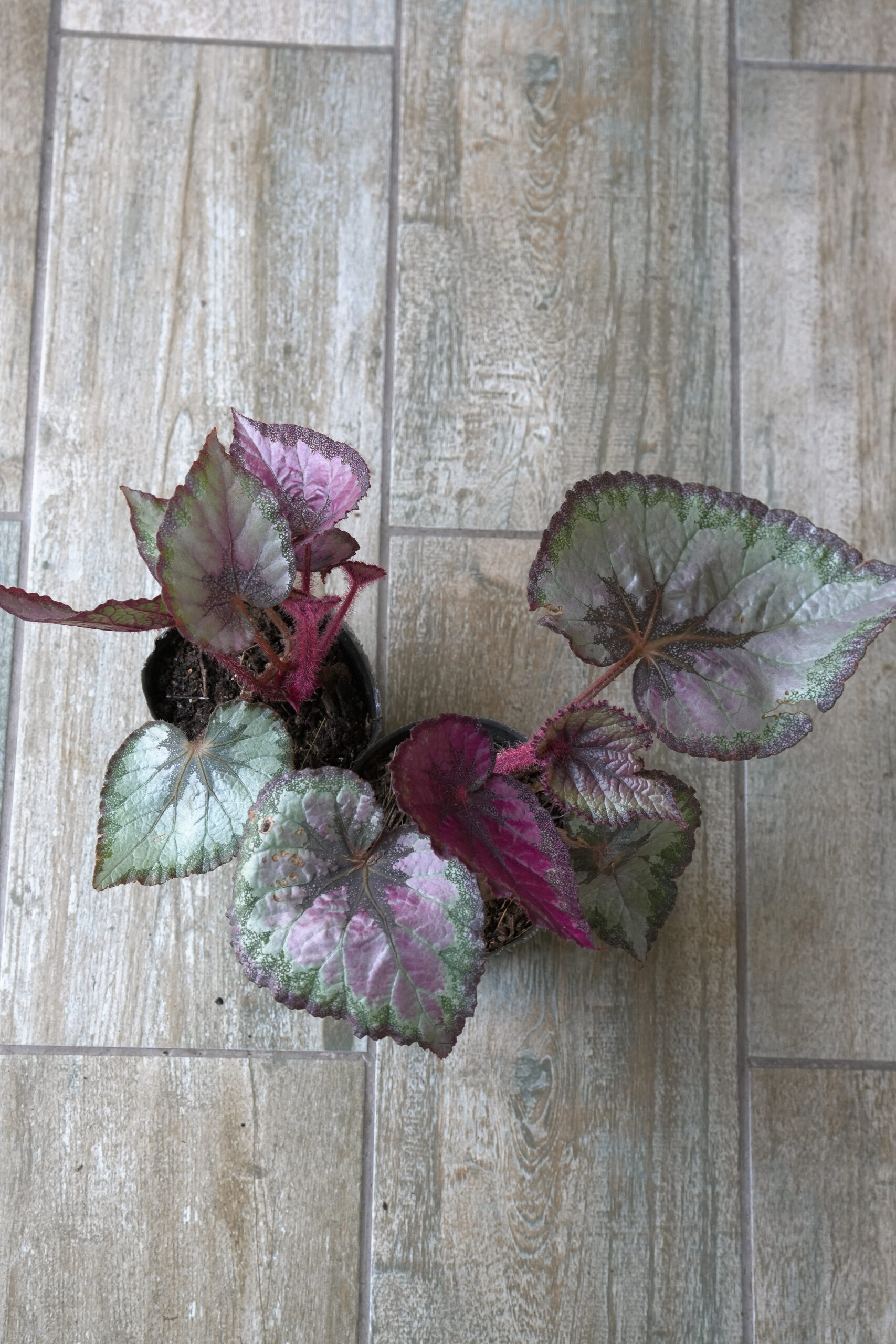 Begonia rex