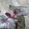 Begonia rex