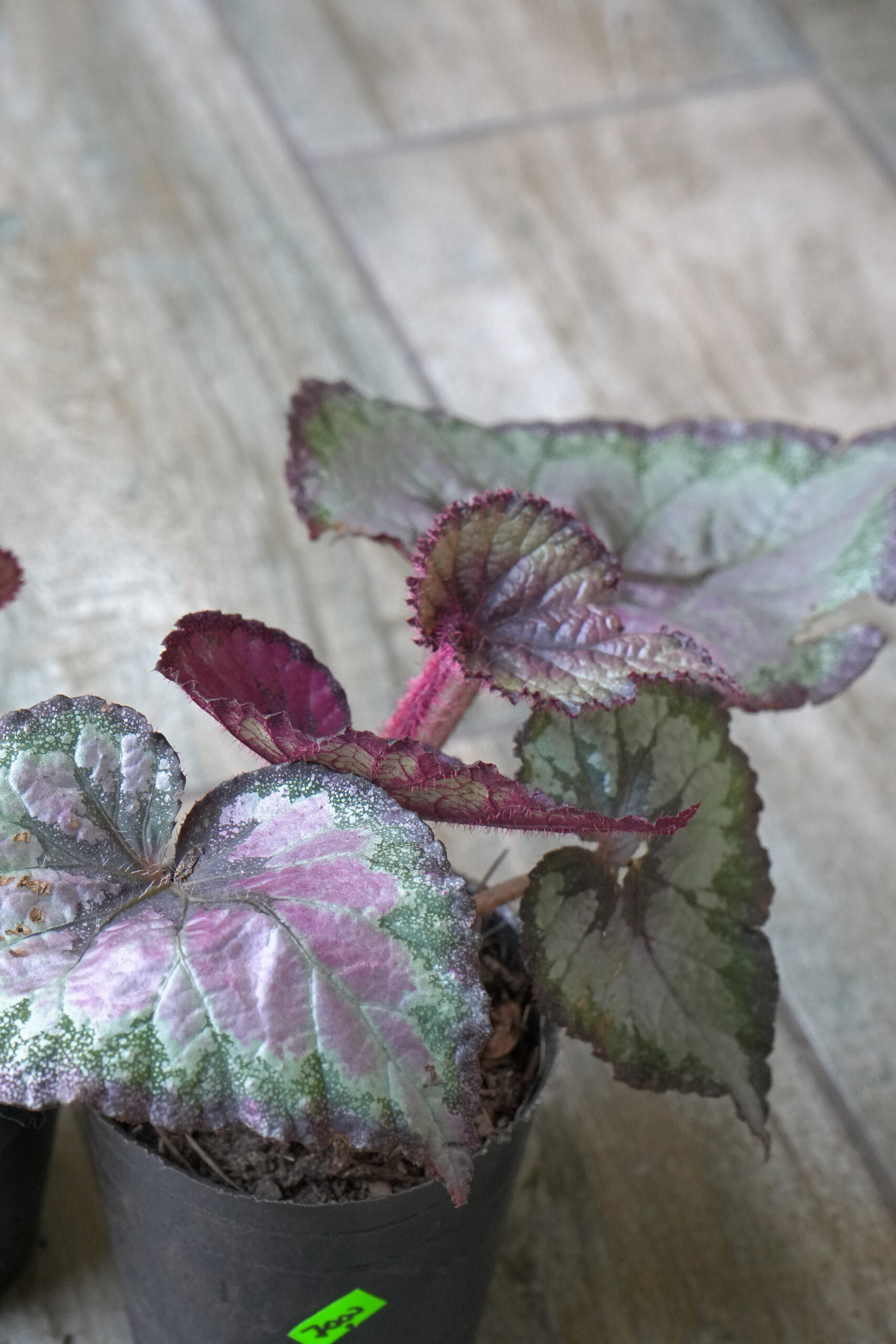 Begonia rex