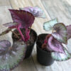 Begonia rex