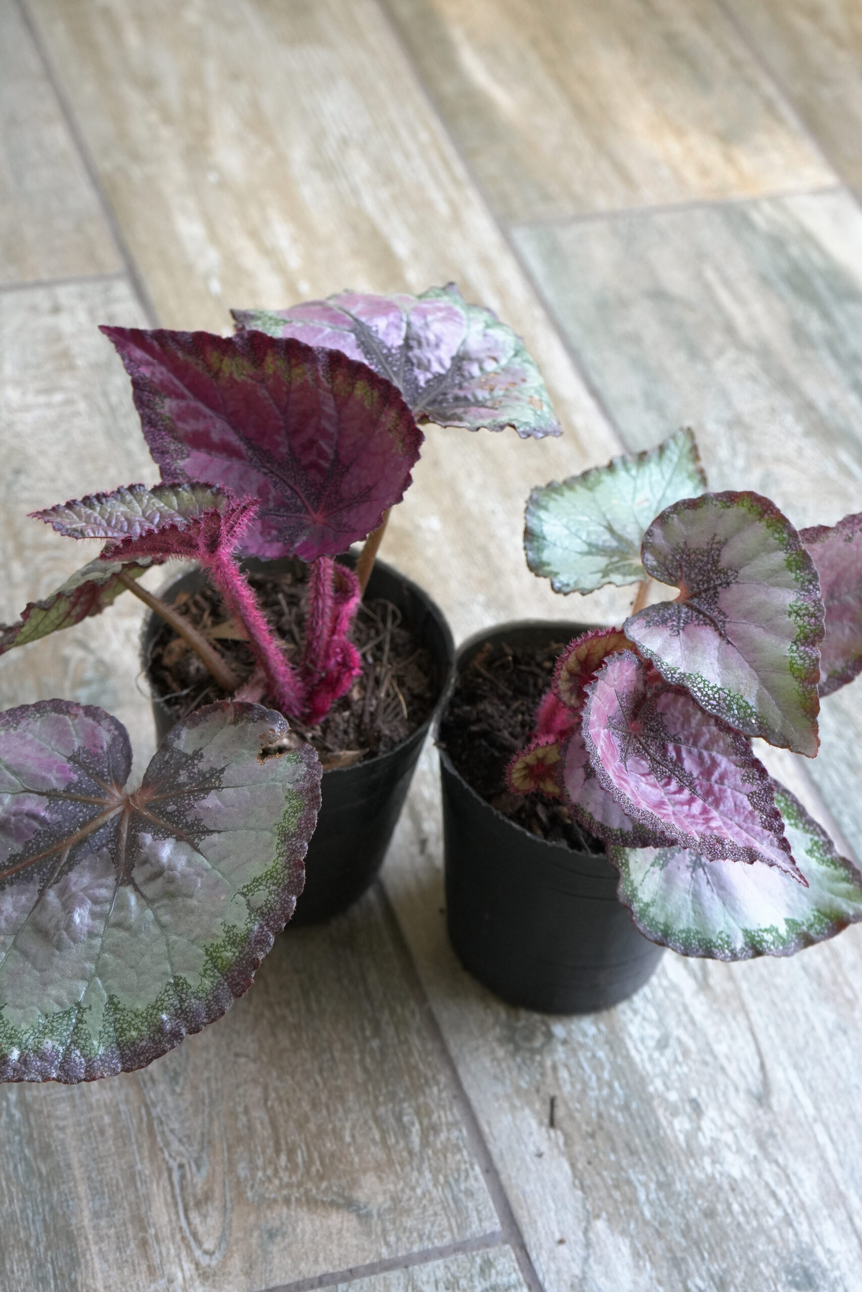 Begonia rex