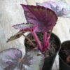 Begonia rex