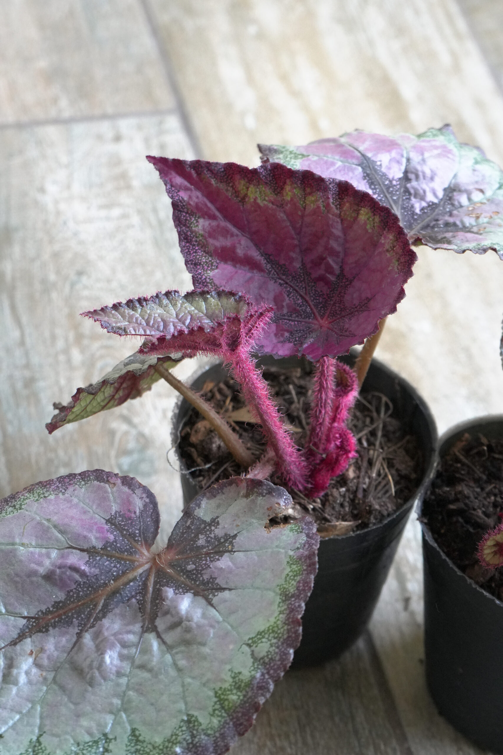 Begonia rex