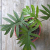 Philodendron Elegans