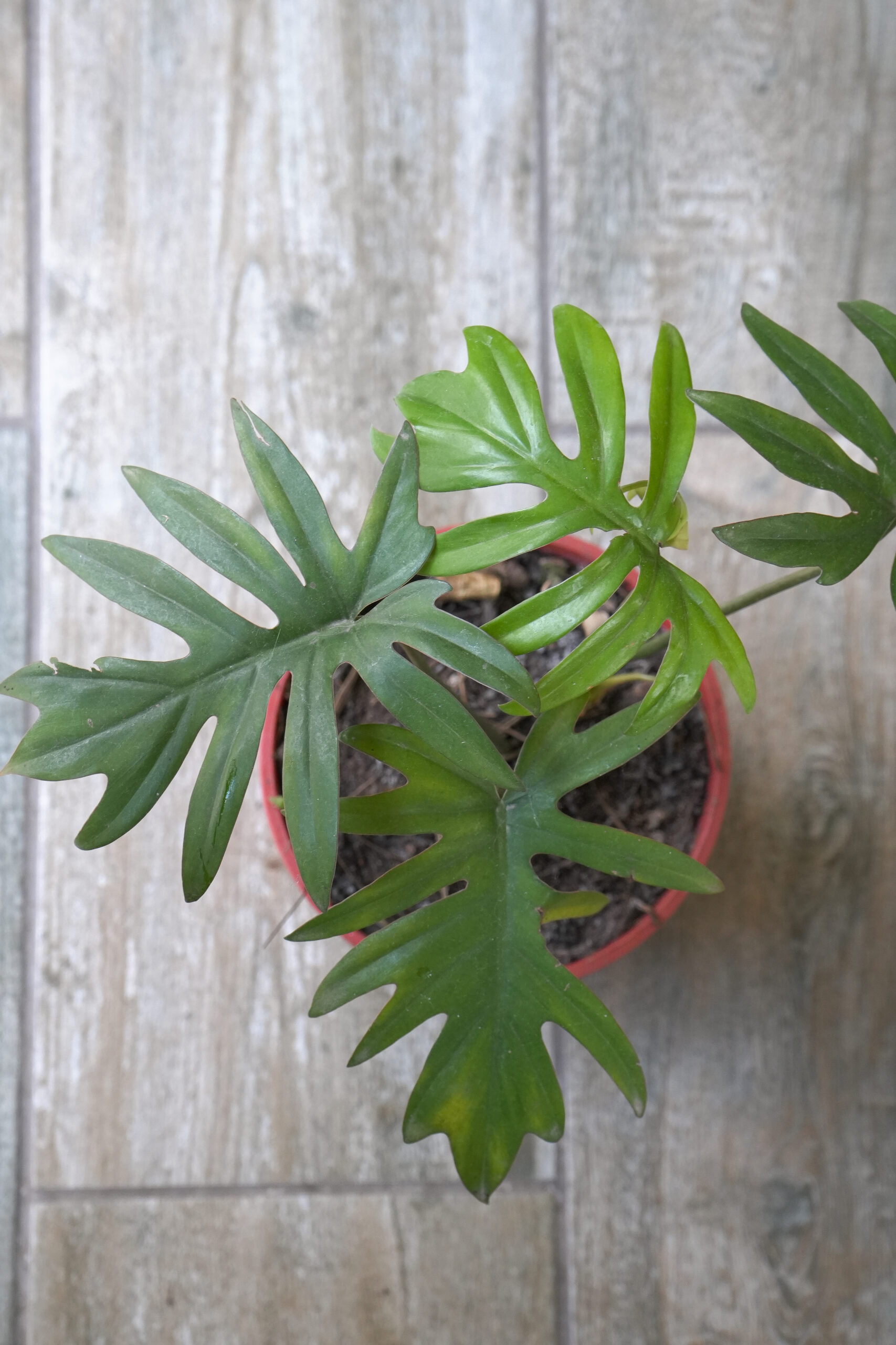 Philodendron Elegans