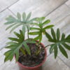 Philodendron Elegans