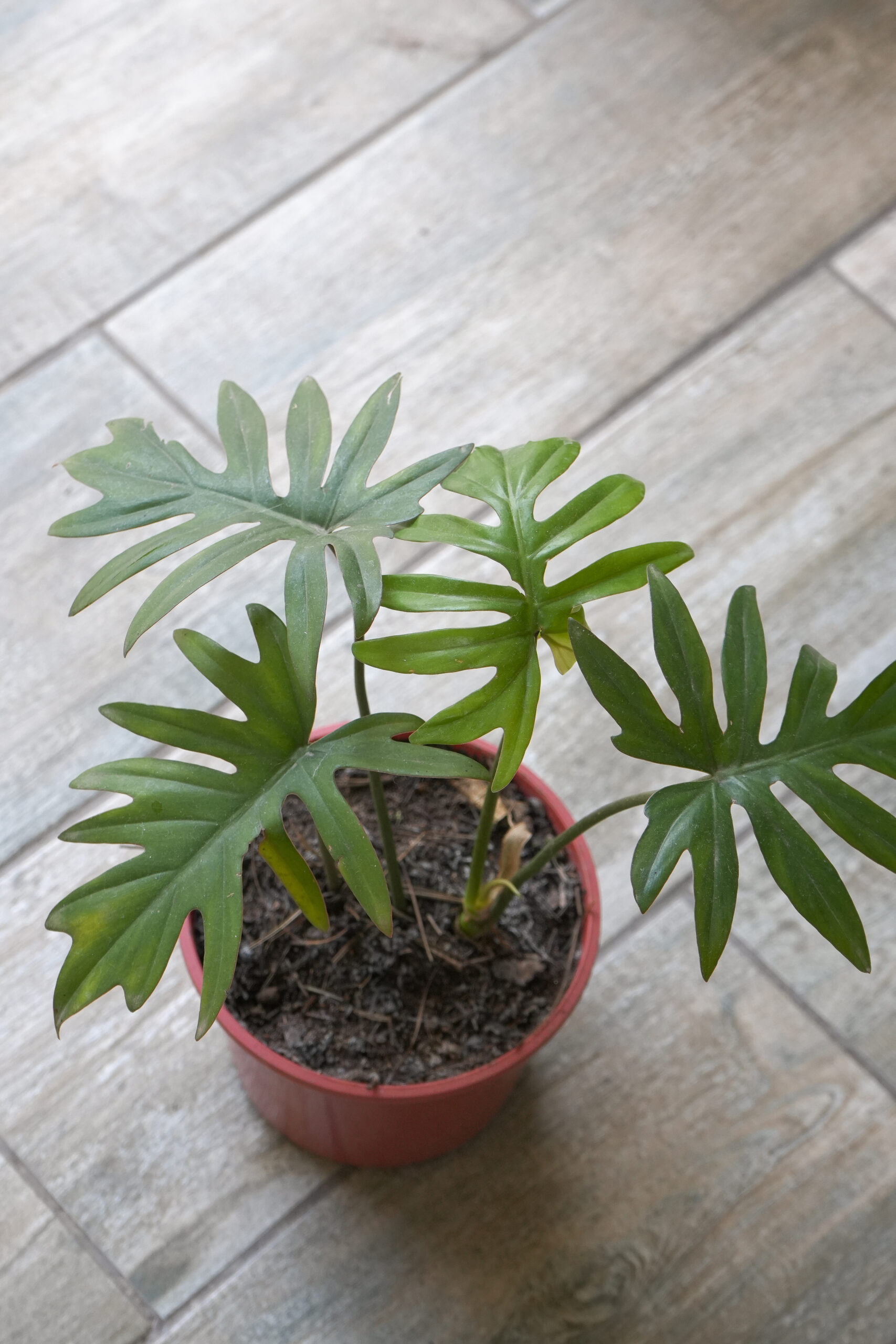 Philodendron Elegans