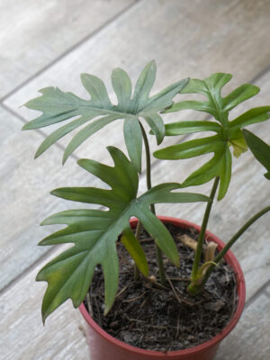 Philodendron Elegans