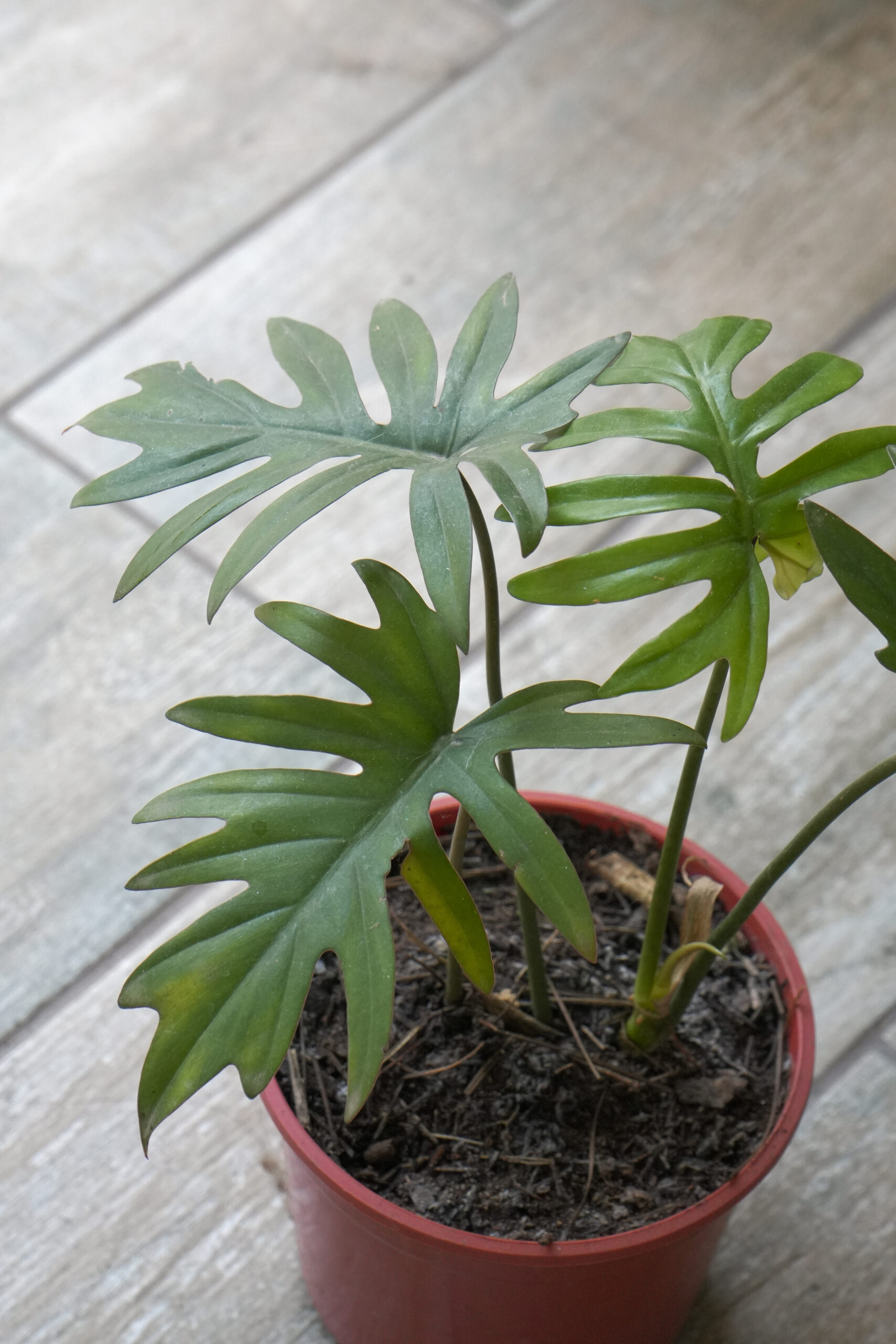 Philodendron Elegans