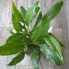 Spathiphyllum
