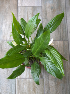 Spathiphyllum