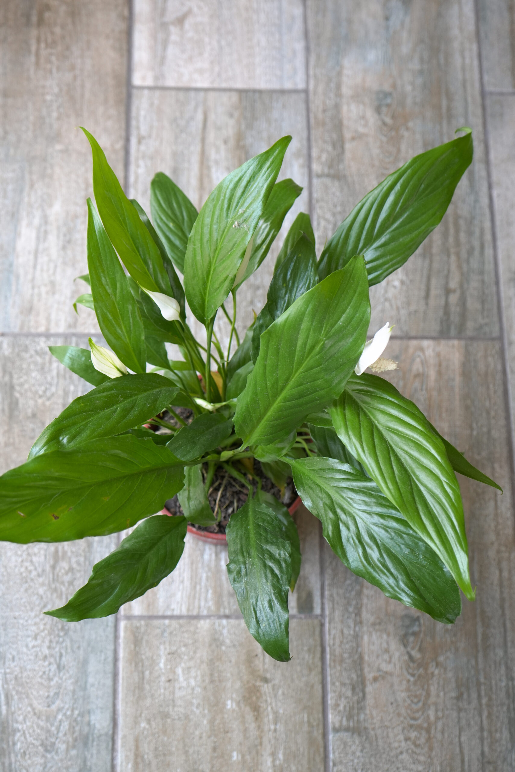 Spathiphyllum