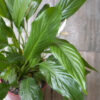 Spathiphyllum