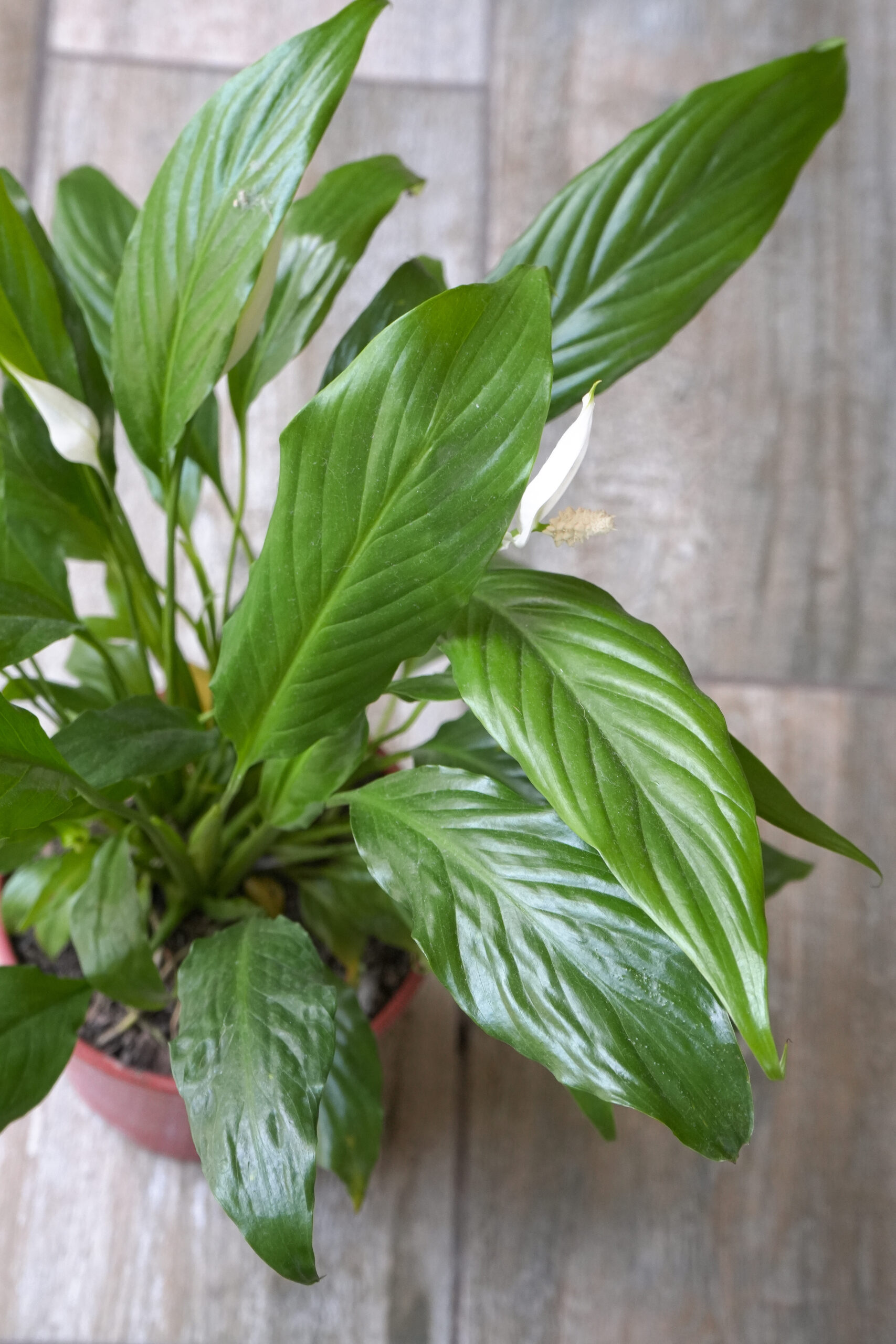Spathiphyllum