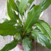 Spathiphyllum