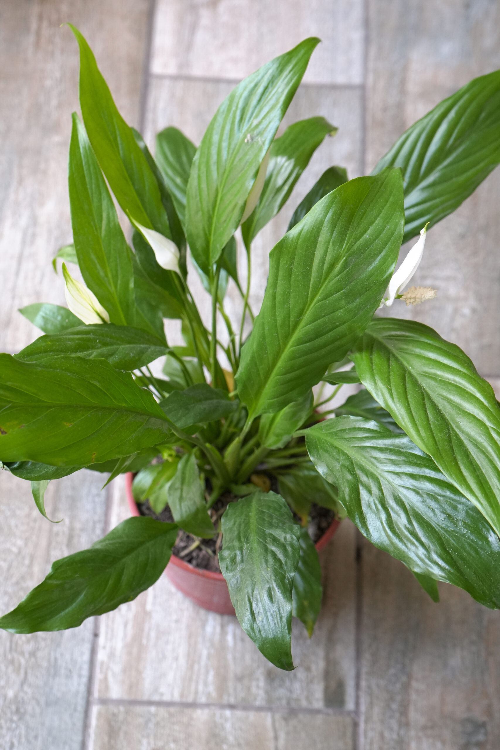 Spathiphyllum