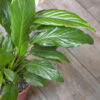 Spathiphyllum