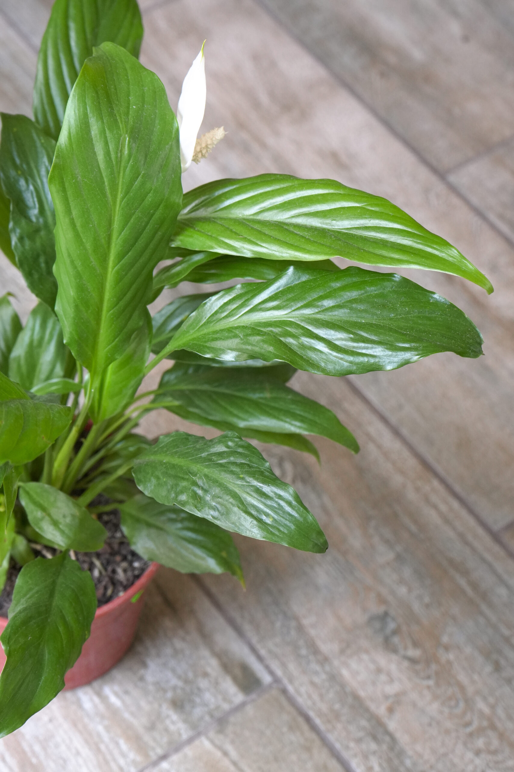 Spathiphyllum