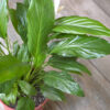 Spathiphyllum