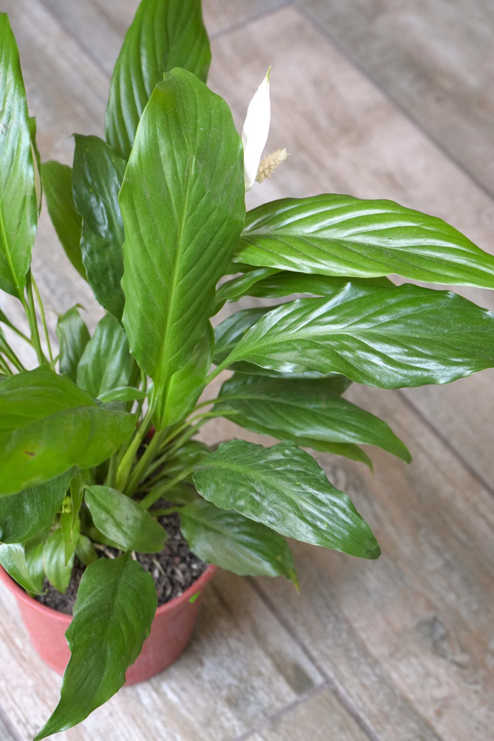 Spathiphyllum