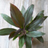 Dracena rubra