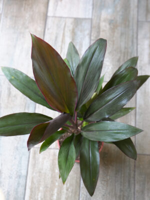 Dracena rubra