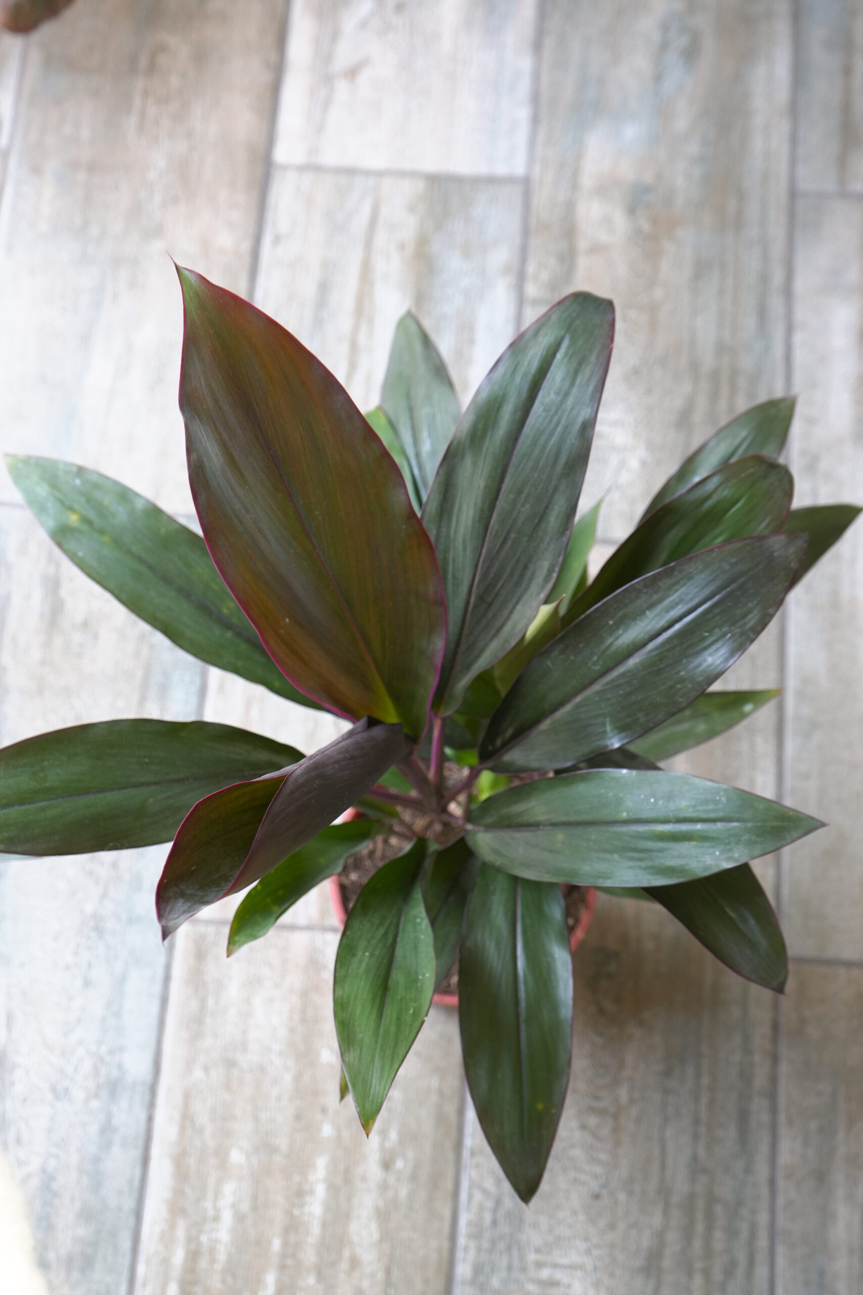 Dracena rubra