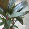 Dracena rubra