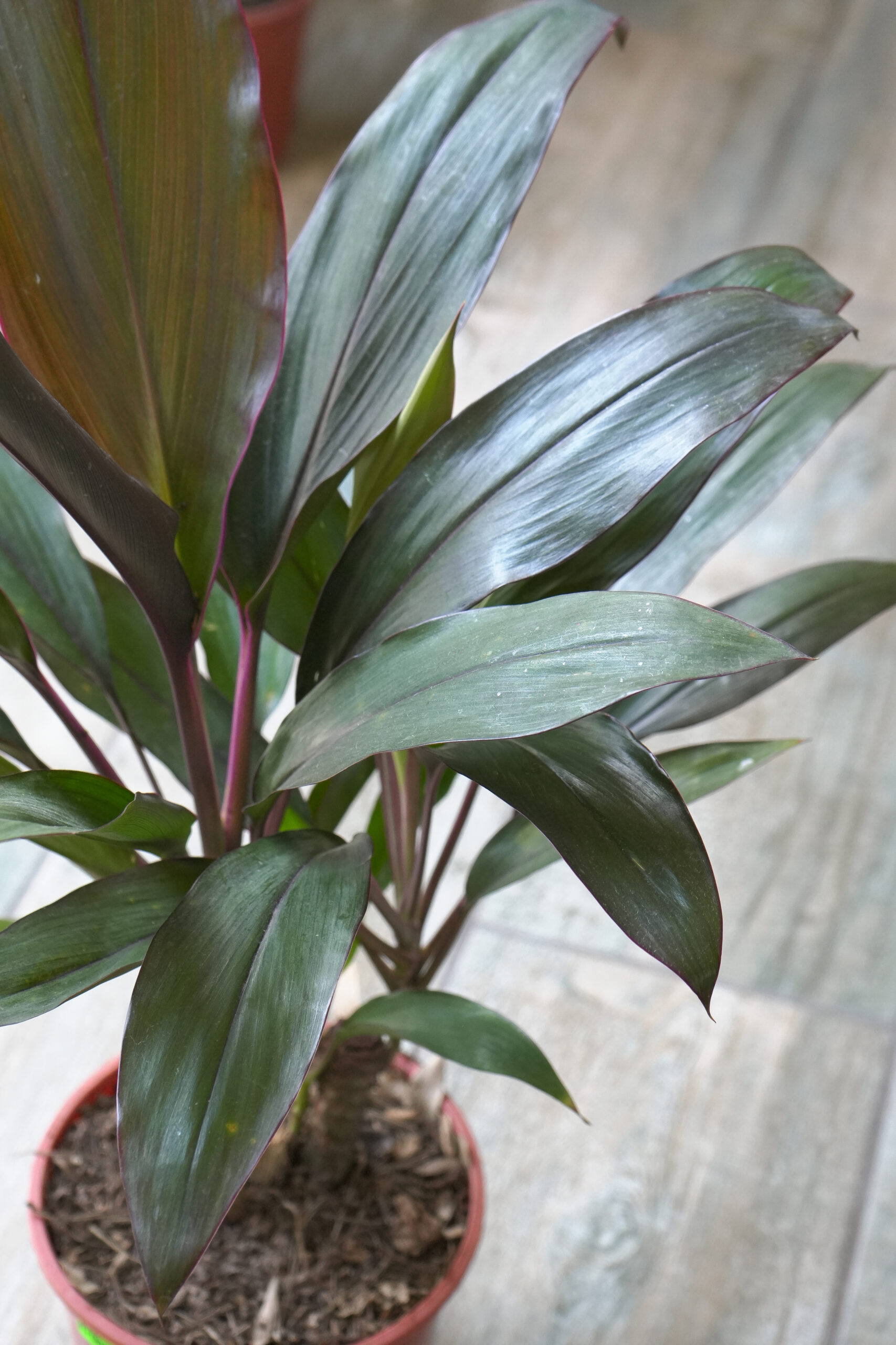 Dracena rubra