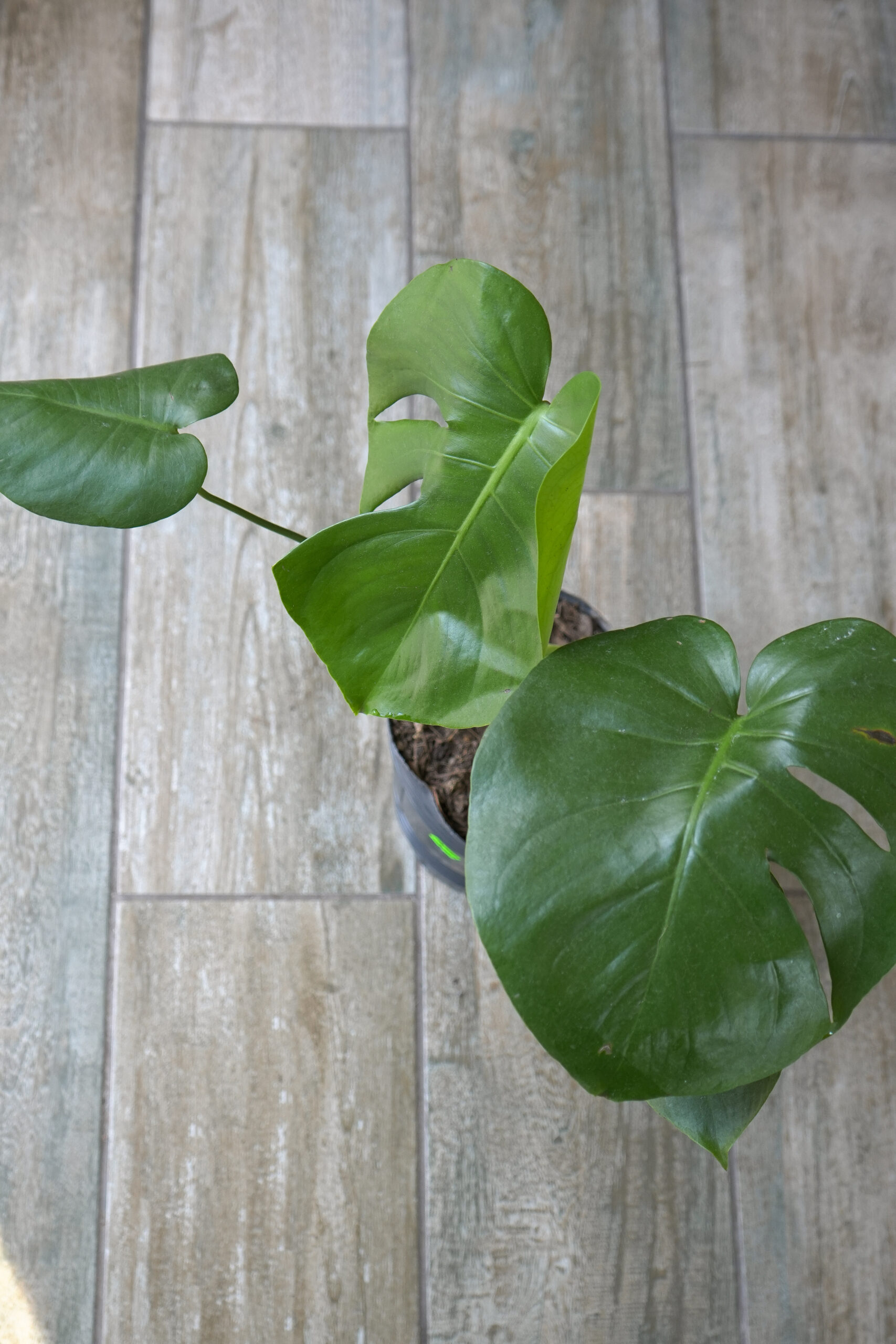 Monstera deliciosa