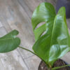 Monstera deliciosa