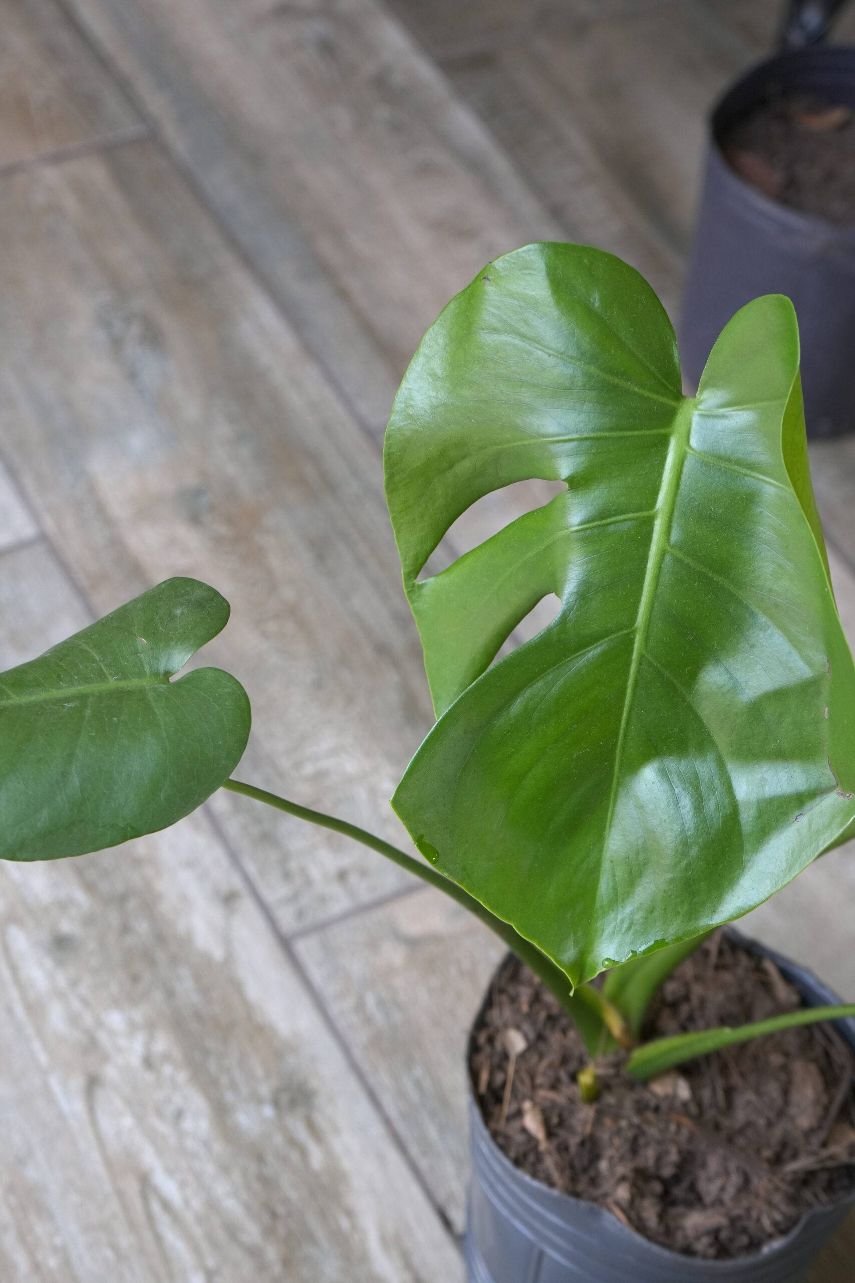 Monstera deliciosa