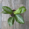 Aglaonema Pattaya m12