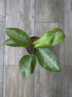 Aglaonema Pattaya m12