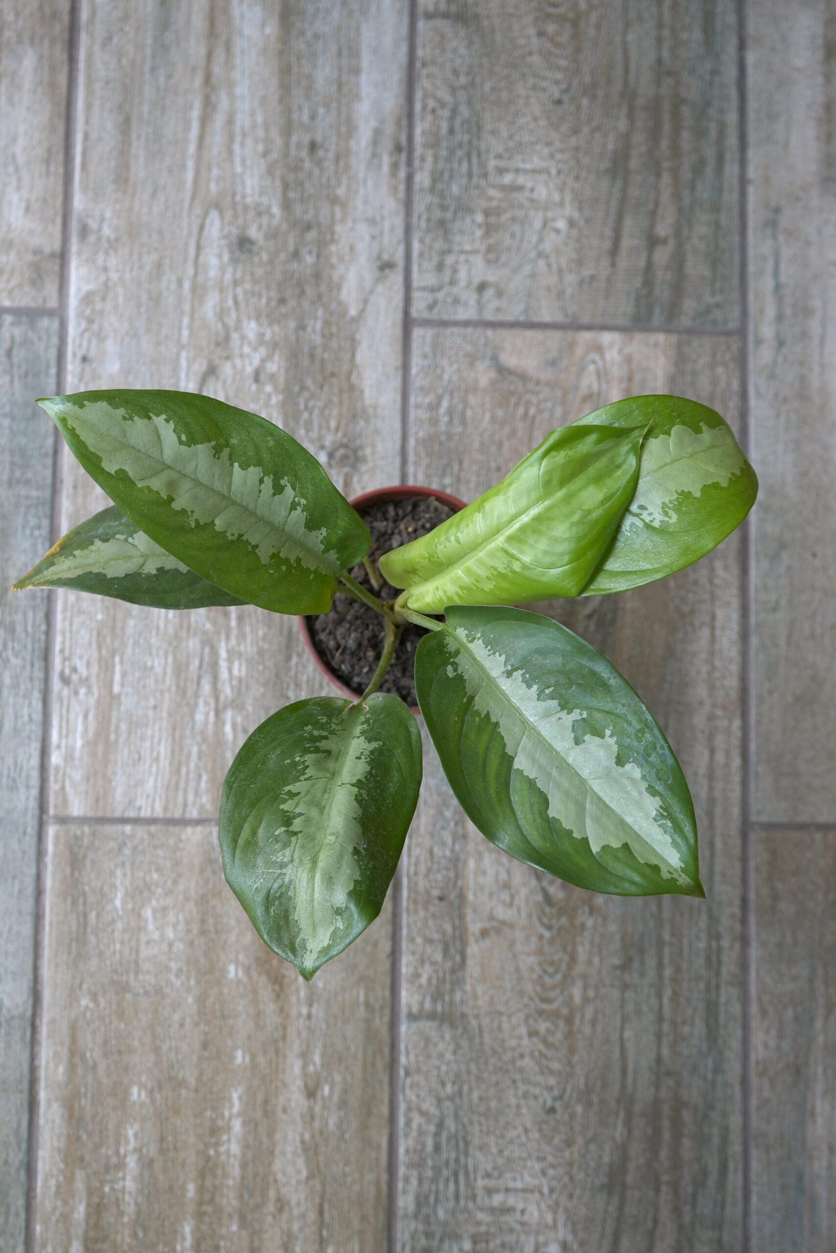 Aglaonema Pattaya m12