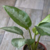 Aglaonema Pattaya m15