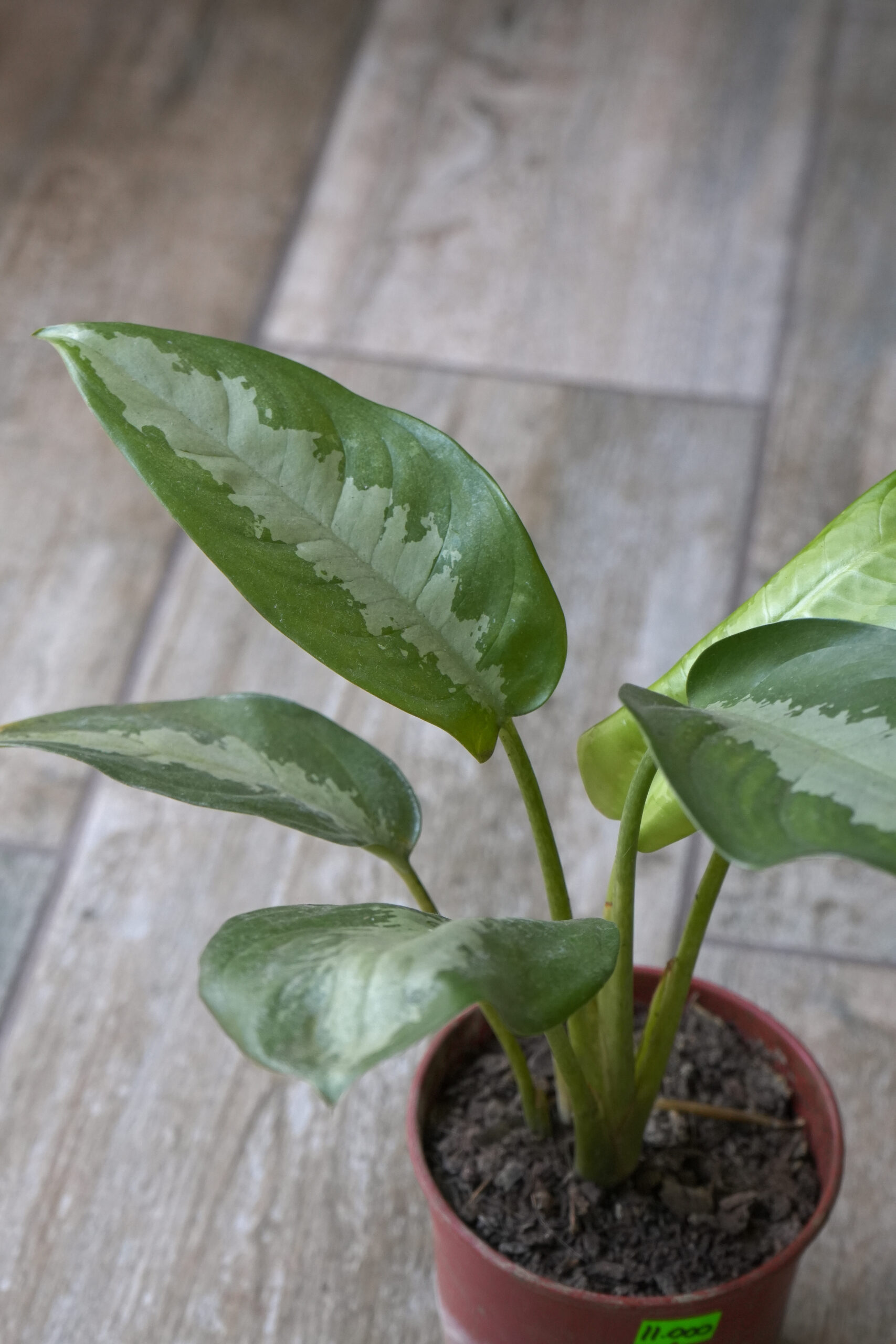 Aglaonema Pattaya m15