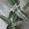 Calathea mil rayas