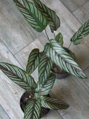 Calathea mil rayas
