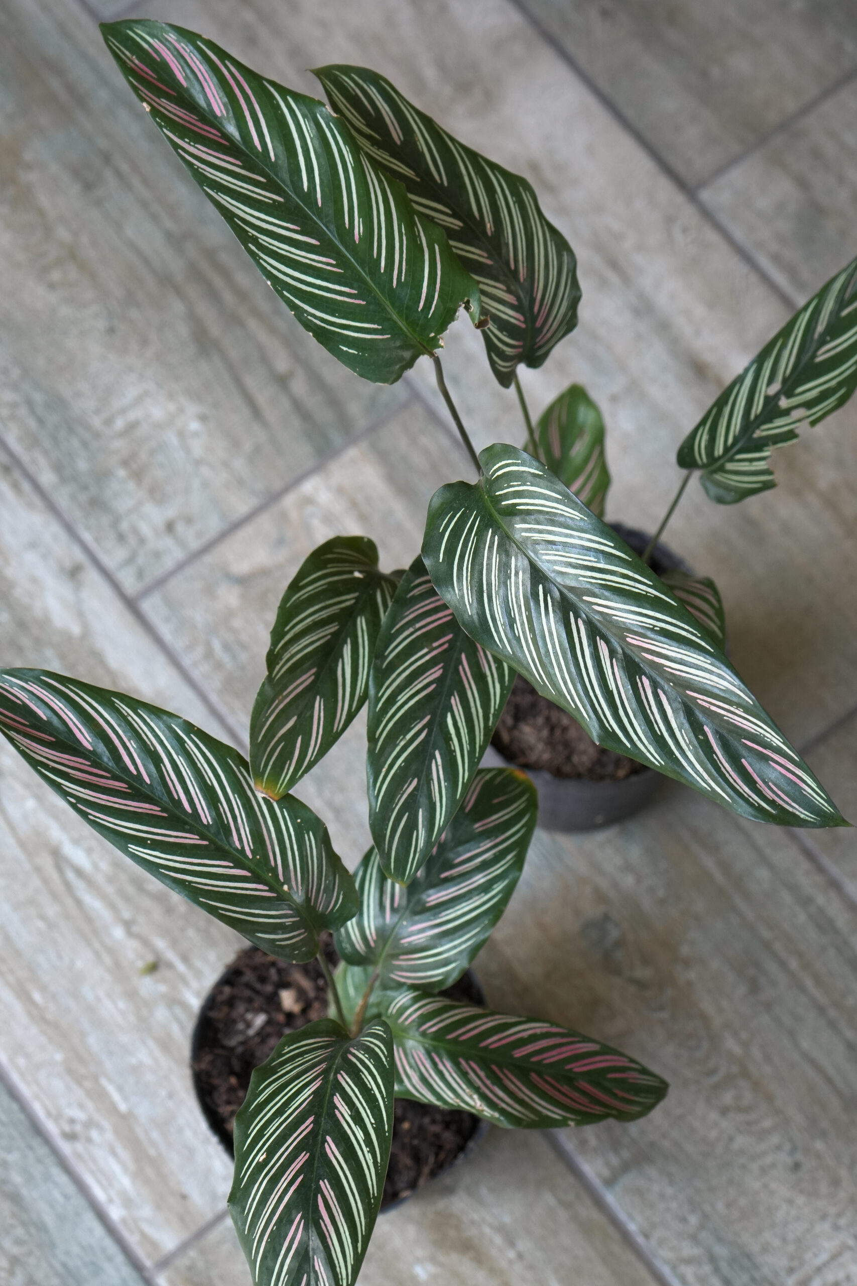 Calathea mil rayas