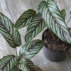 Calathea mil rayas