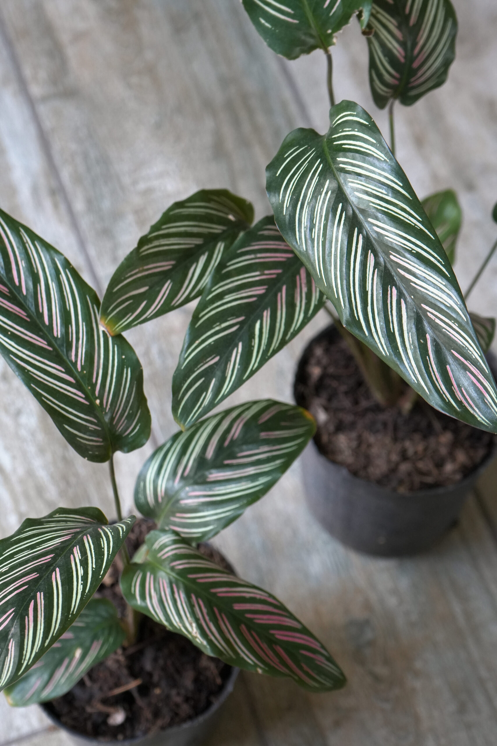 Calathea mil rayas