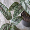 Calathea mil rayas