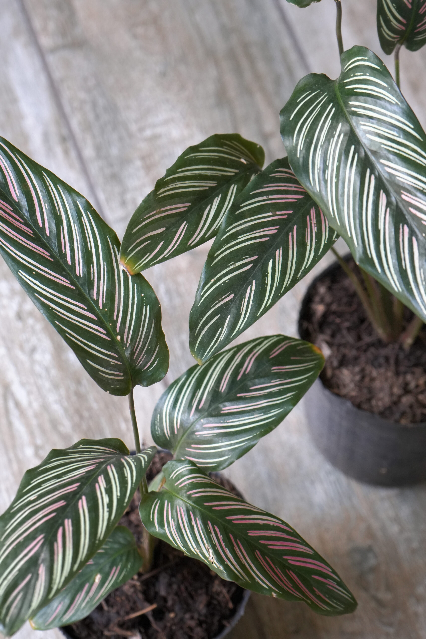Calathea mil rayas