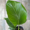 Strelitzia blanca