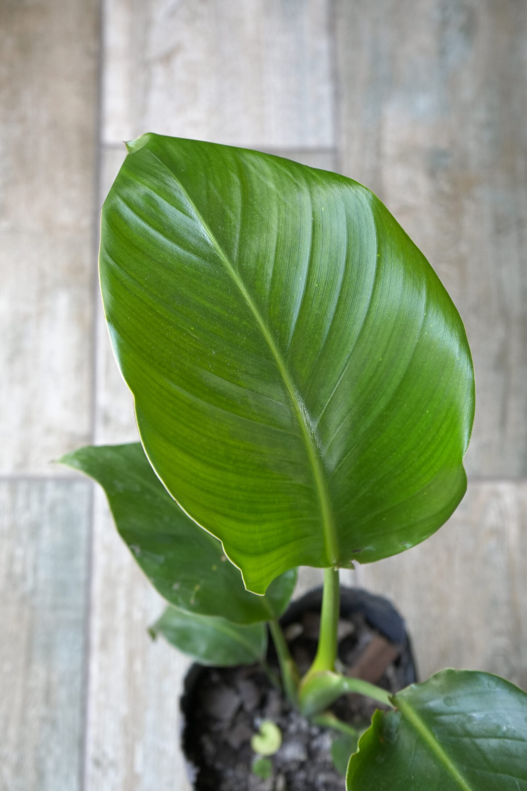 Strelitzia blanca