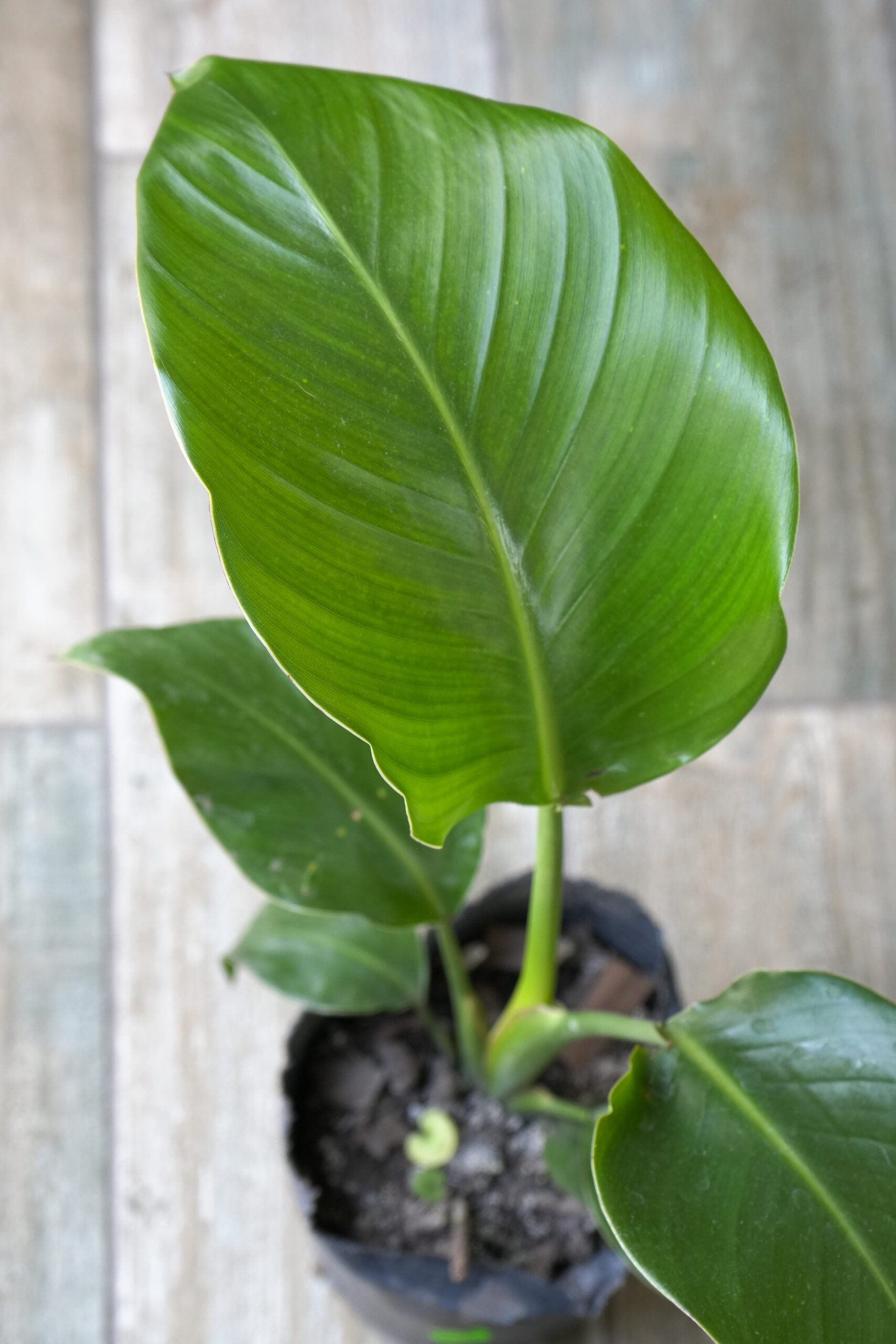 Strelitzia blanca