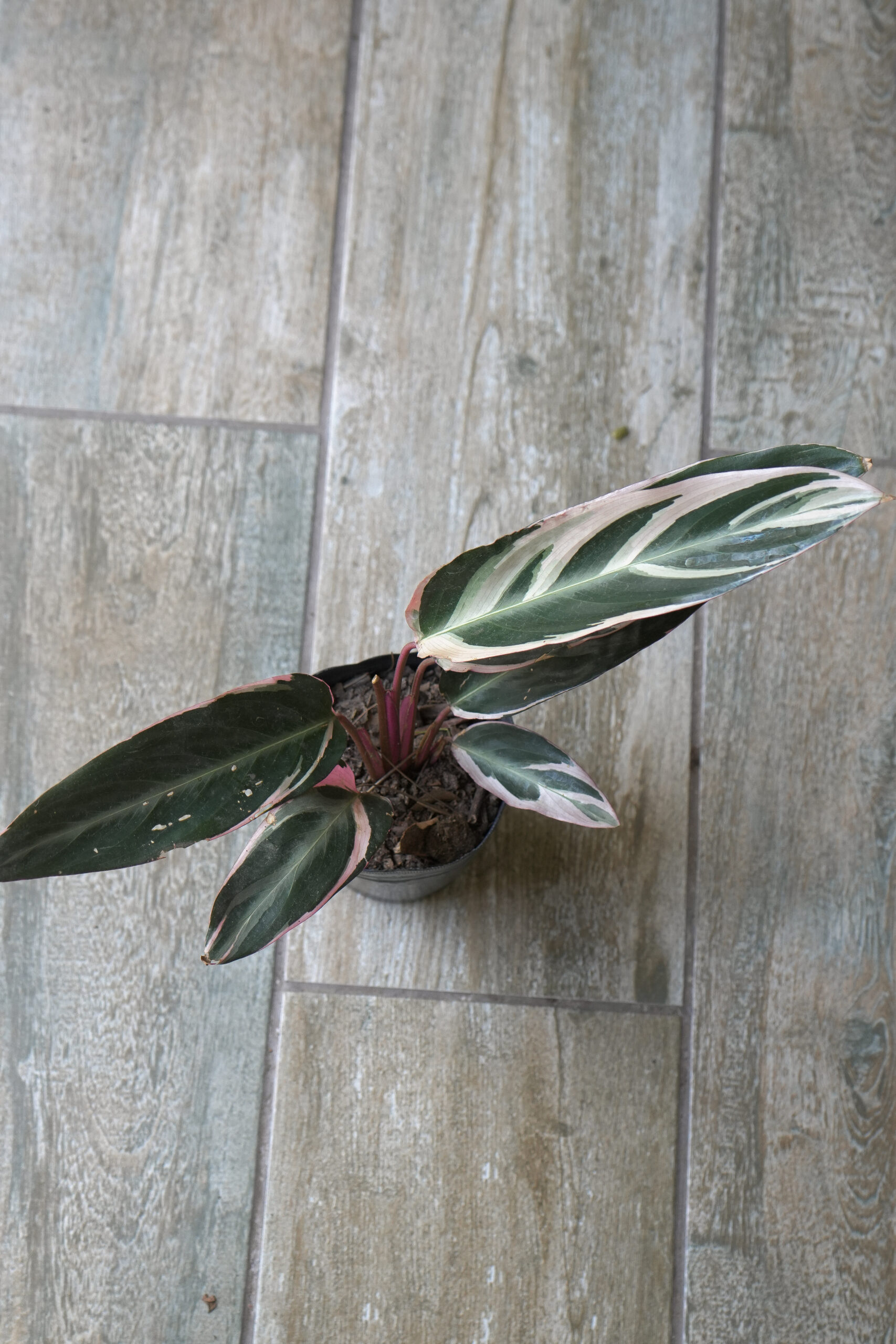 Calathea triostar m12